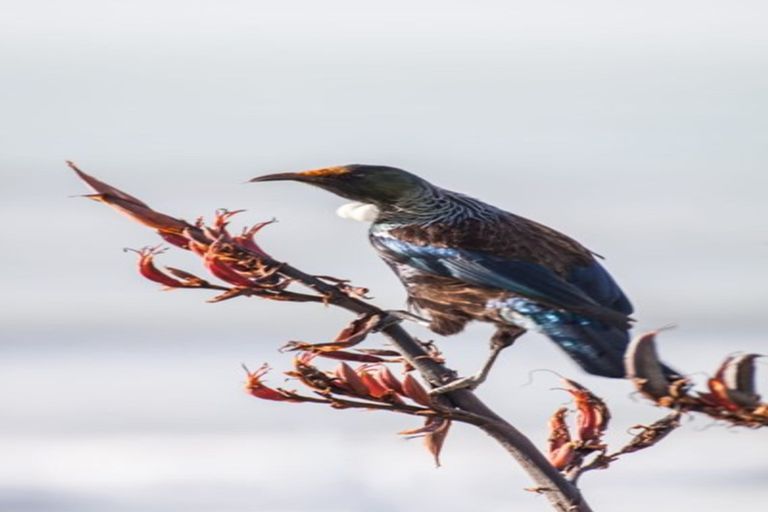 Photo of property in 135 Rosetta Road, Raumati South, Paraparaumu, 5032