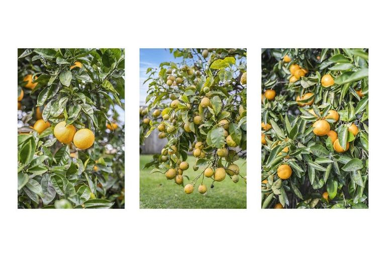 Photo of property in 36 Boucher Avenue, Te Puke, 3119