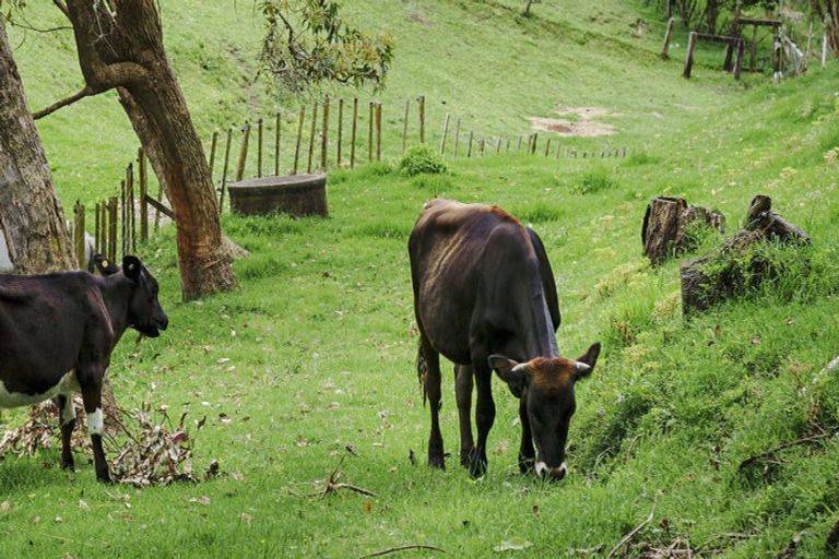 Photo of property in 7 Furniss Lane, Tauriko, Tauranga, 3110