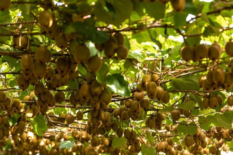 Photo of property in 80 Tuapiro Road, Tahawai, Katikati, 3170