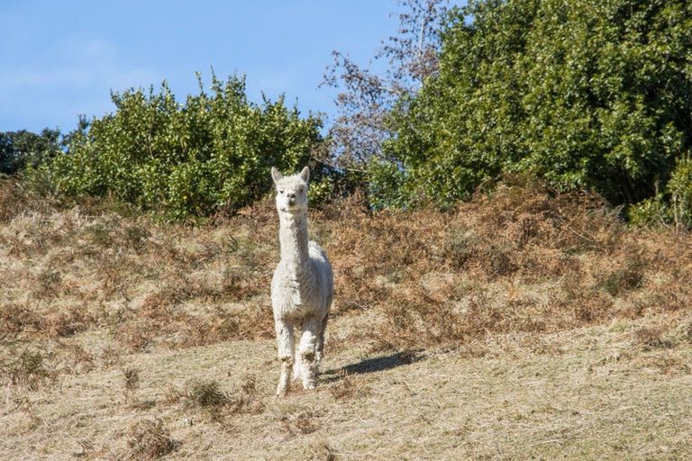 Photo of property in 92 Savage Road, Waihi, 3610