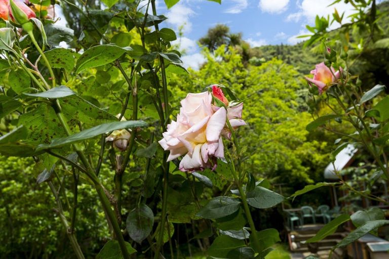 Photo of property in 12 Black Beech Street, Birchville, Upper Hutt, 5018