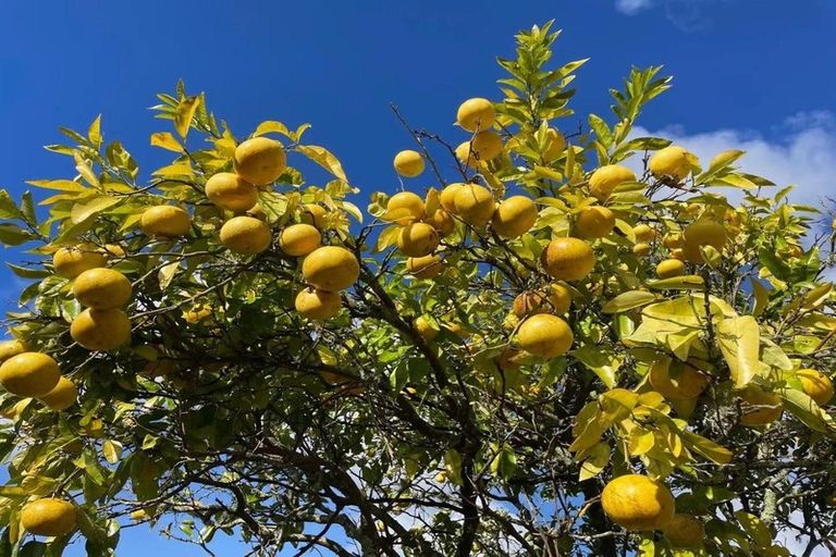 Photo of property in 68 Henwood Road, Taupaki, Henderson, 0782