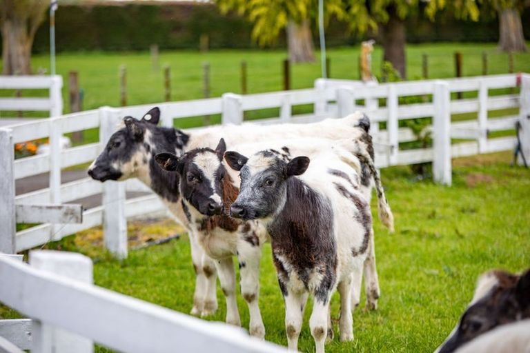 Photo of property in 976 State Highway 26, Eureka, Hamilton, 3286