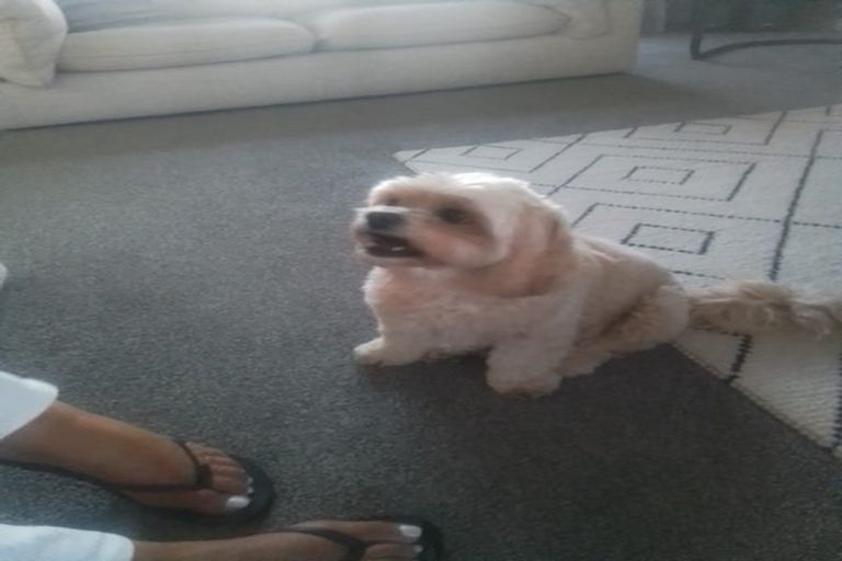 Photo of property in 46 Plescher Crescent, Leamington, Cambridge, 3432