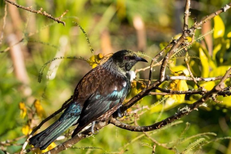 Photo of property in 28 Nikau Heights, Little Wanganui, Karamea, 7893