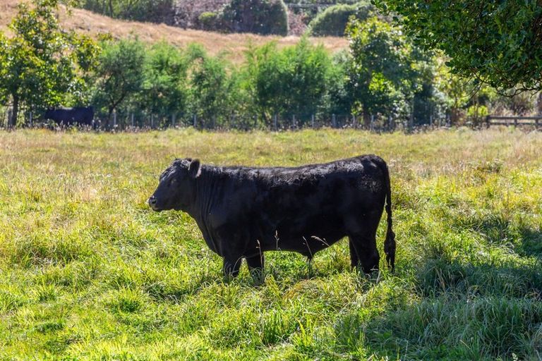 Photo of property in 800 Wainui Main Road, Wainui, Akaroa, 7582