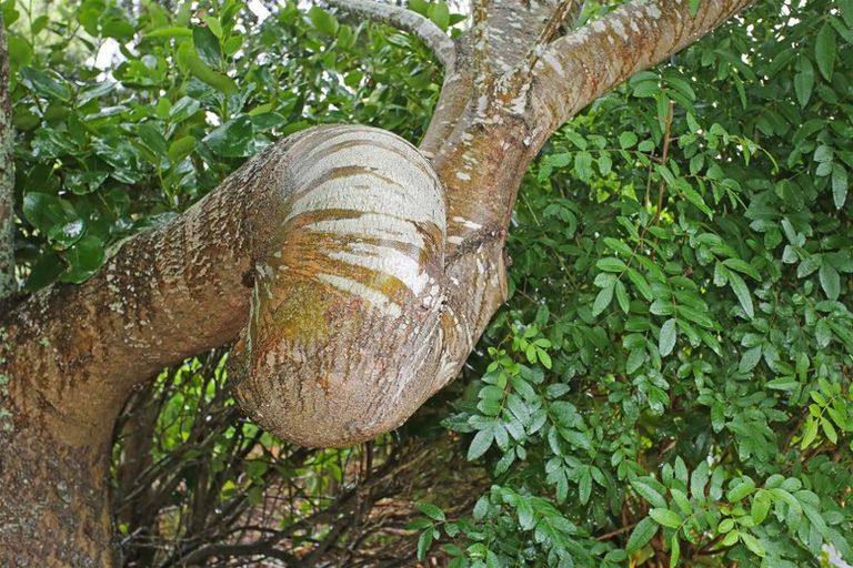 Photo of property in 178 Bald Hill Road, Waiuku, 2681