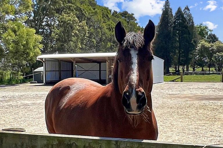 Photo of property in 97f Poplar Lane, Edgecumbe, Whakatane, 3192