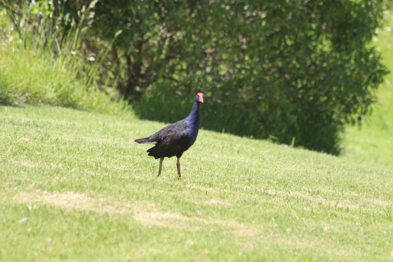 Photo of property in 14 Granada Lane, Langs Beach, Waipu, 0582