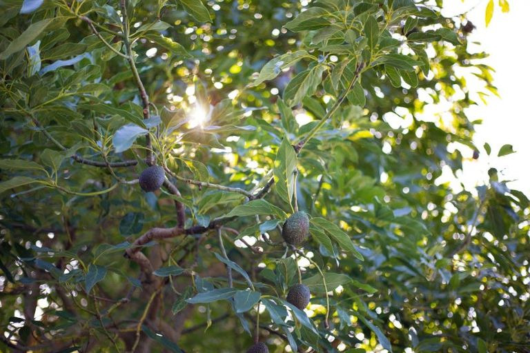 Photo of property in 92 Leinster Avenue, Raumati South, Paraparaumu, 5032