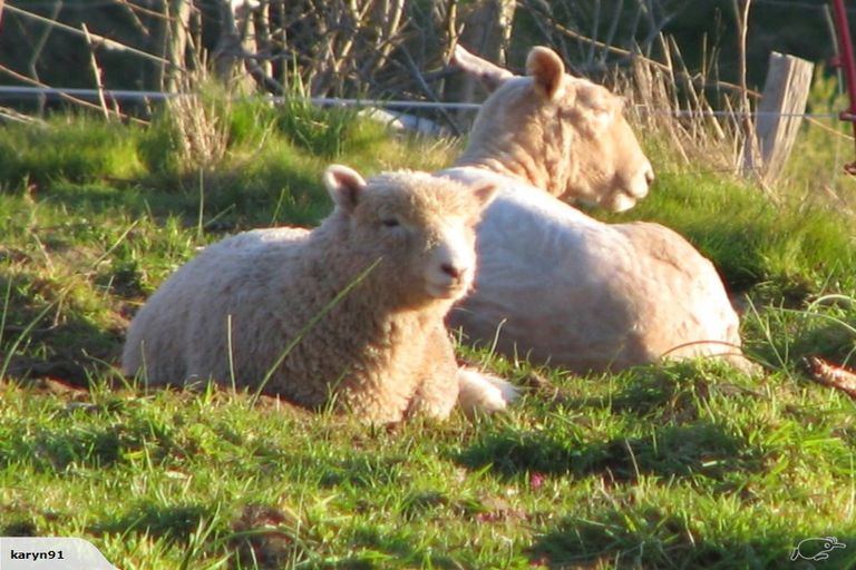 Photo of property in 4 Terrace Street, Matawai, 4075