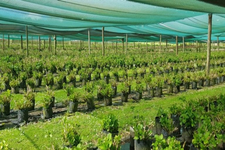 Photo of property in 261 Pahoia Road, Whakamarama, Tauranga, 3172