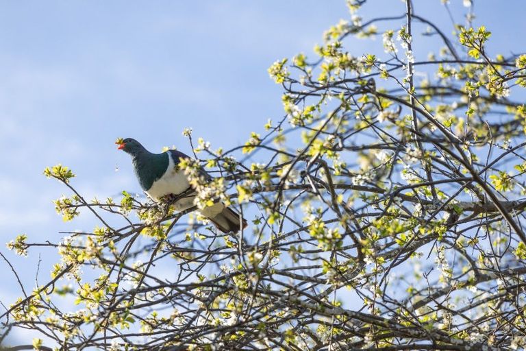 Photo of property in 142 Rue Jolie, Akaroa, 7520