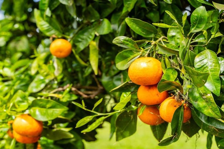 Photo of property in 49 Newton Road, Maungatapere, Whangarei, 0170