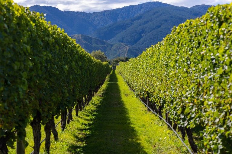 Photo of property in 196 Rapaura Road, Rapaura, Blenheim, 7273