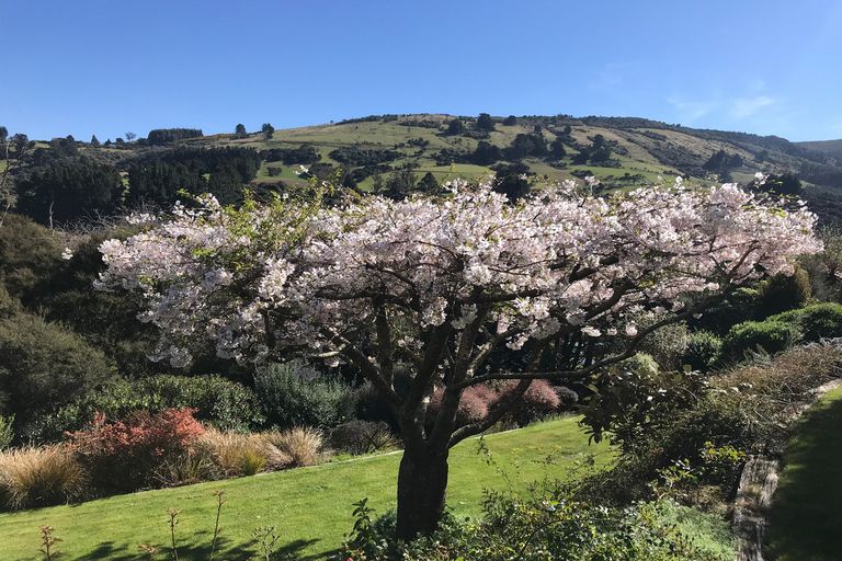 Photo of property in 8 Ribbonwood Close, Normanby, Dunedin, 9010