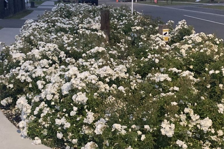 Photo of property in 27 Whitehall Drive, Springlands, Blenheim, 7201