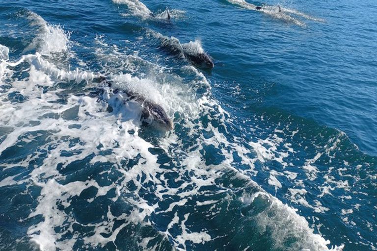 Photo of property in 7 Finlay Grove, Waikawa, Picton, 7220