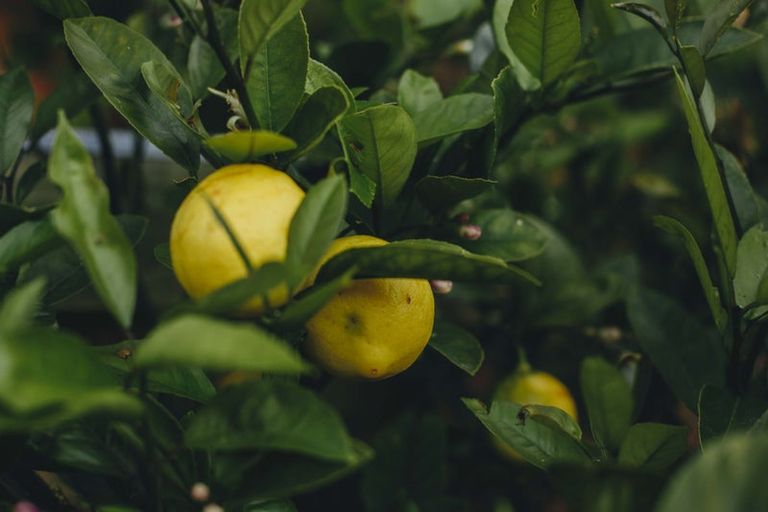 Photo of property in 17 Pekanga Drive, Fox Glacier, 7886