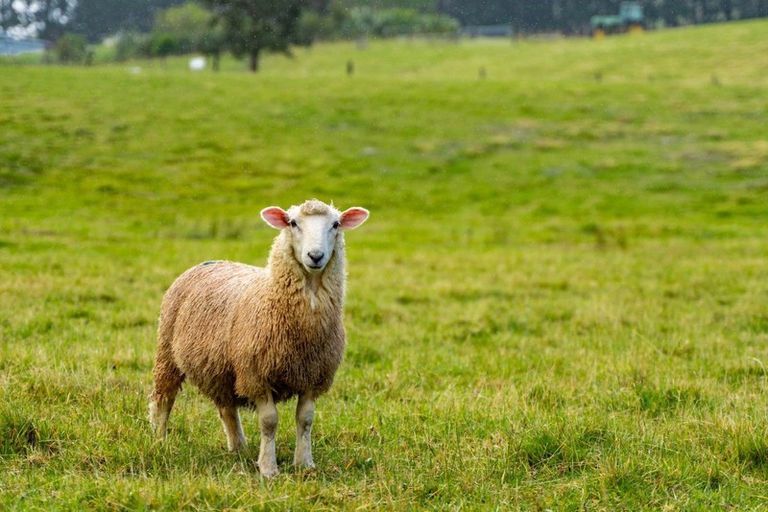 Photo of property in 1941 Tangowahine Valley Road, Tangowahine, Dargaville, 0372