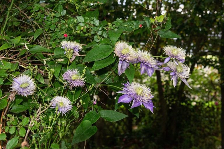 Photo of property in 31 Studholme Street, Temuka, 7920