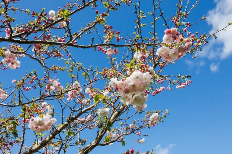 Photo of property in 485 Poplar Road, Opiki, Palmerston North, 4474