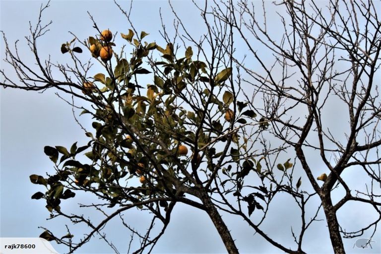 Photo of property in 1/49 Sungrove Rise, Sunnyvale, Auckland, 0612