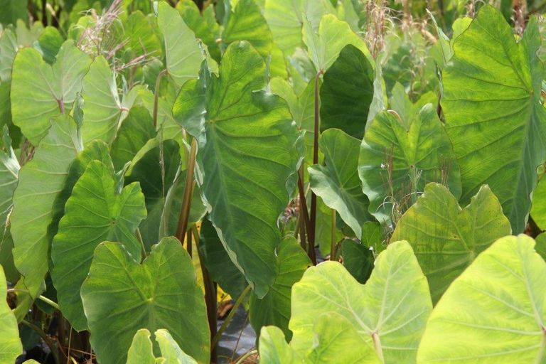 Photo of property in 41 Mcmanus Road, Houhora, Kaitaia, 0484