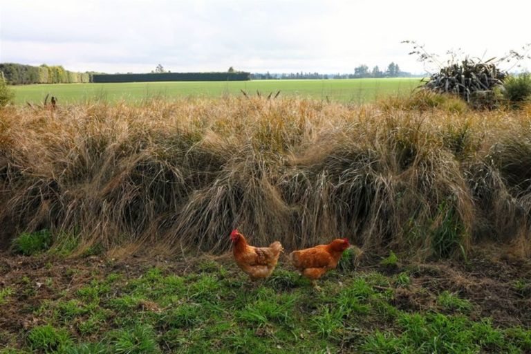 Photo of property in 161 Divan Road, Levels, Timaru, 7975