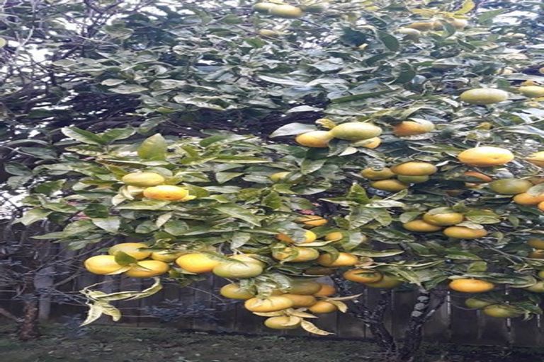 Photo of property in 20 Guthrie Street, Waterloo, Lower Hutt, 5011