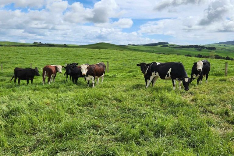 Photo of property in 697 Maungatawhiri Road, Raglan, 3295