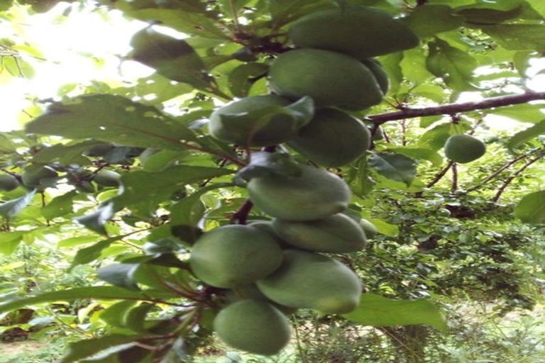 Photo of property in 70 Pukeko Lane, Kerikeri, 0294