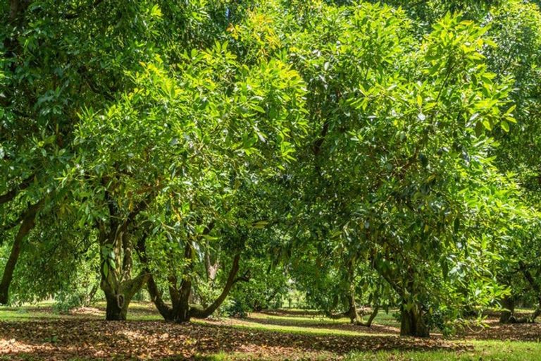 Photo of property in 429 Omanawa Road, Omanawa, Tauranga, 3171