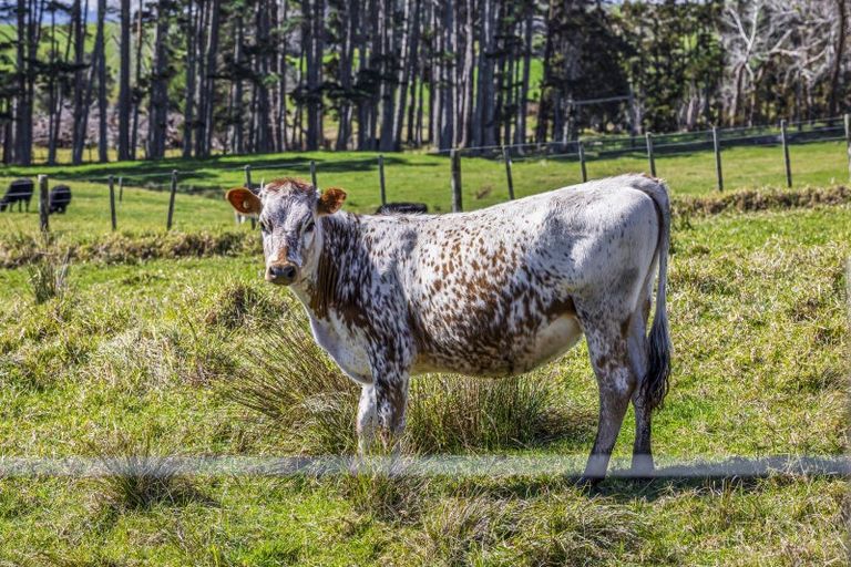 Photo of property in 105 Mairetahi Road, South Head, Helensville, 0874