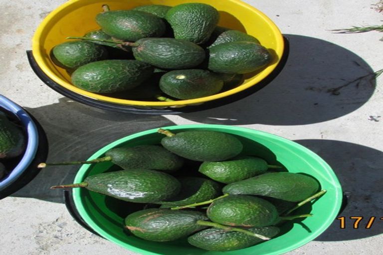 Photo of property in 9a Humber Crescent, Gate Pa, Tauranga, 3112