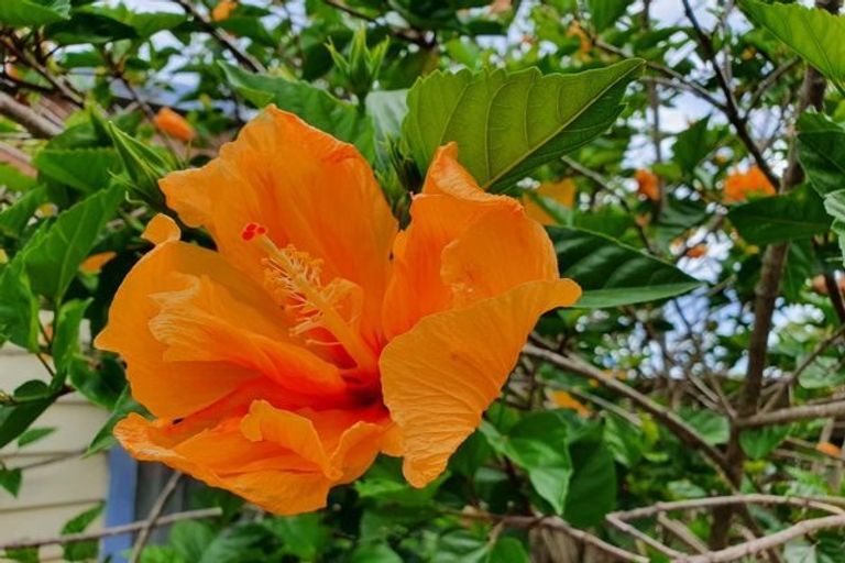 Photo of property in 52 Wallace Place, Westown, New Plymouth, 4310