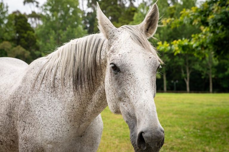 Photo of property in 35 Eucalyptus Way, Nikau Valley, Paraparaumu, 5032