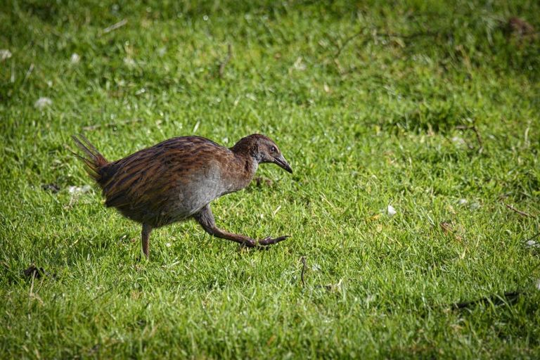 Photo of property in 22 Phillips Road, Motu, Te Karaka, 4092