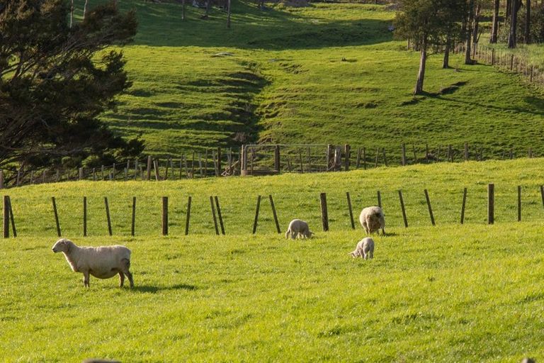 Photo of property in 378 Port Albert Road, Wellsford, 0972