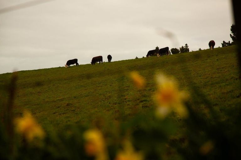 Photo of property in 129 Ara-kotinga, Whitford, Manurewa, 2576