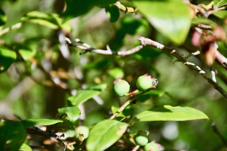 Photo of property in 1/19 Glasseye Drive, Little Wanganui, Karamea, 7893