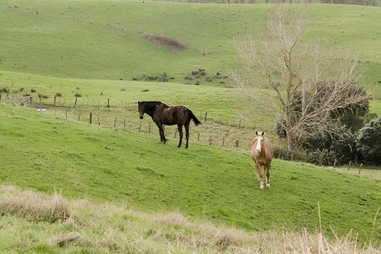 Photo of property in 238 Te Arai Point Road, Te Arai, Wellsford, 0975