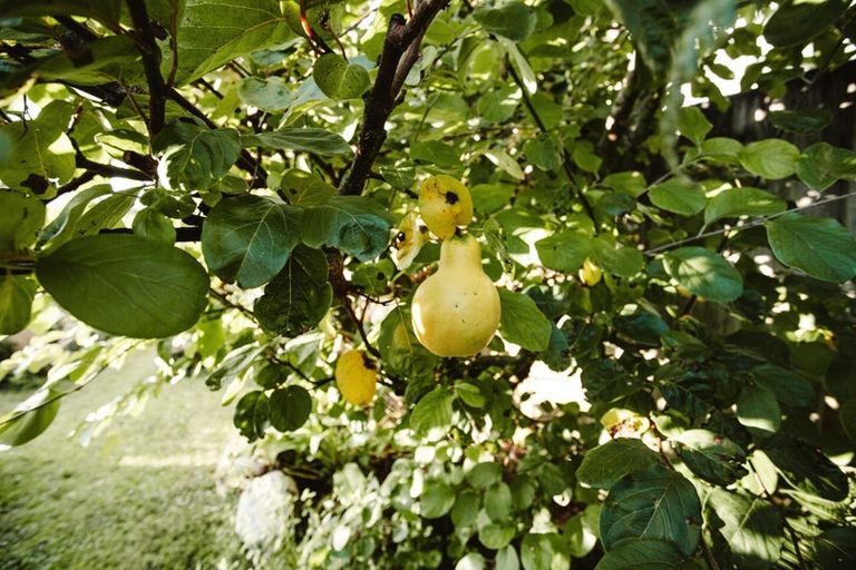 Photo of property in 17 Pekanga Drive, Fox Glacier, 7886