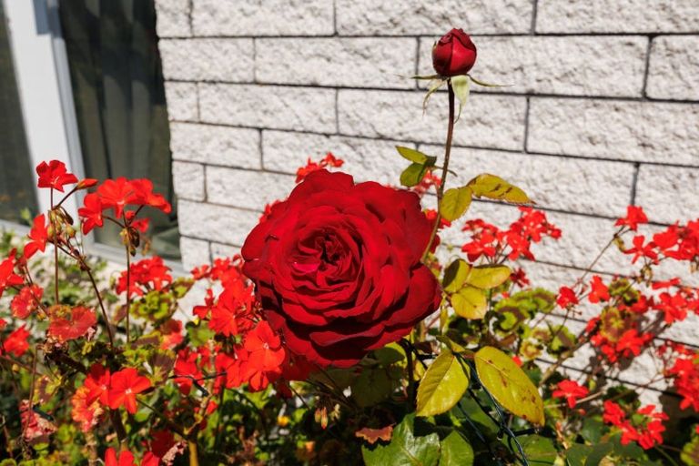 Photo of property in 6b Wyndham Street, Awapuni, Palmerston North, 4412