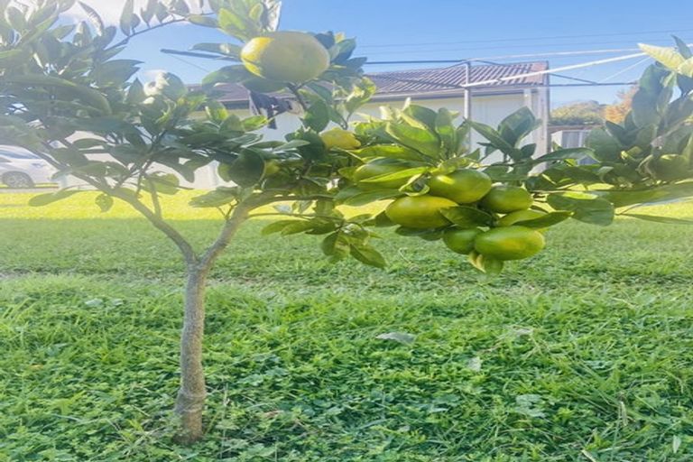 Photo of property in 24 Bruce Avenue, Glenview, Hamilton, 3206