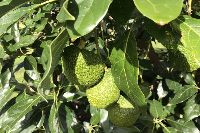 Photo of property in 439 Te Ahu Ahu Road, Waimate North, Kaikohe, 0472