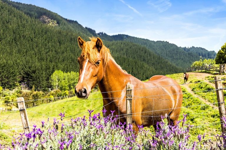 Photo of property in 1098 Woodcocks Road, Kaipara Flats, Warkworth, 0981