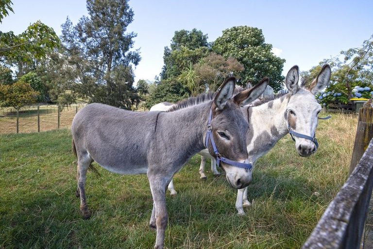 Photo of property in 4652 Ohaupo Road, Ohaupo, 3883