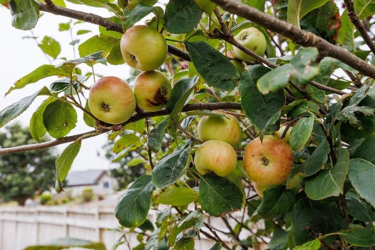 Photo of property in 140 Pacific Drive, Fitzherbert, Palmerston North, 4410